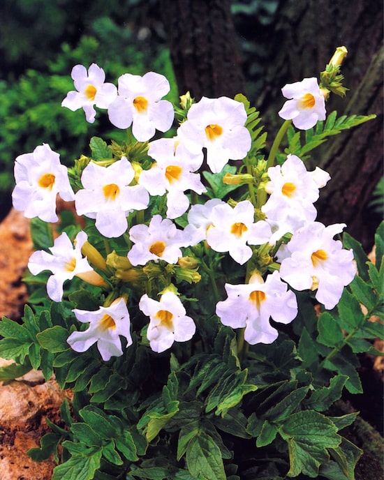 Produktabbildung für Blühender Farn