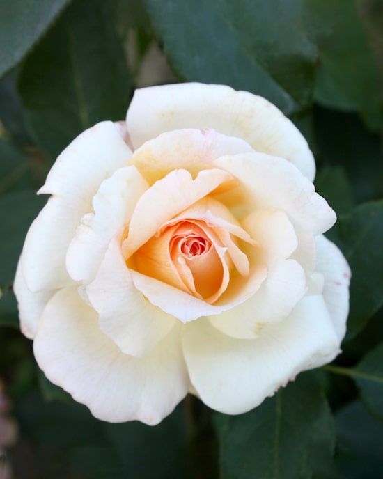 Produktabbildung für 3 dornlose Duftrosen