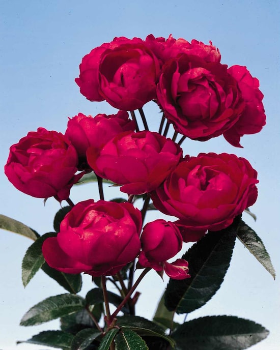 Produktabbildung für Kuders Muttertagsrosen