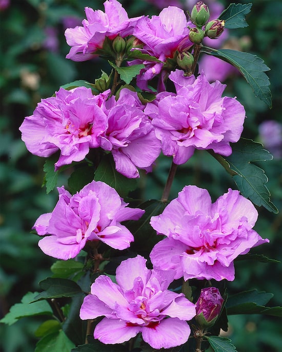 Produktabbildung für Kuders Hibiscus Ardens