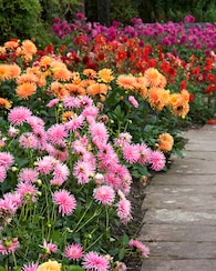 Produktabbildung für XXL Dahlien