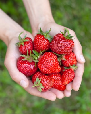 Produktabbildung 2 für Kletter-Hänge-Erdbeeren