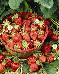Produktabbildung für Kletter-Erdbeeren