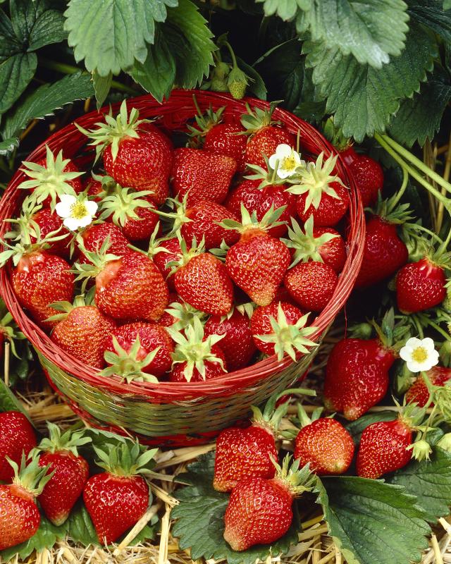 Kletter-Hänge-Erdbeeren