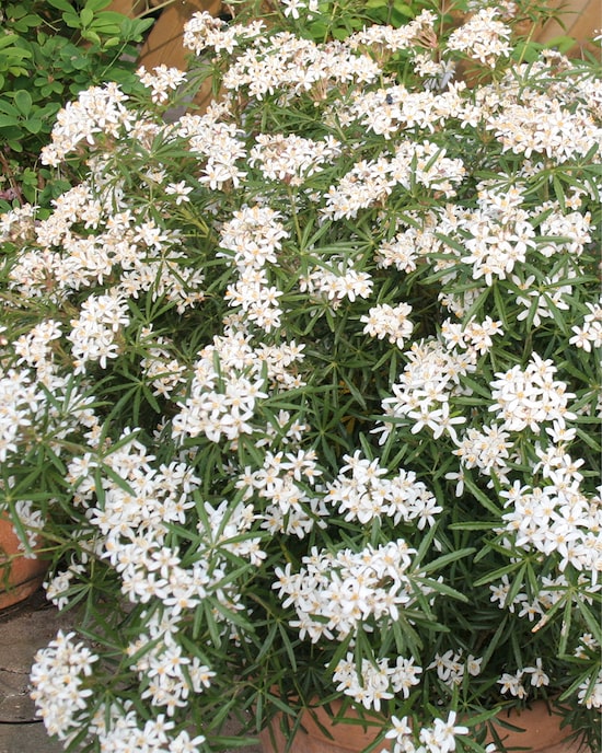 Produktabbildung für Orangenblume