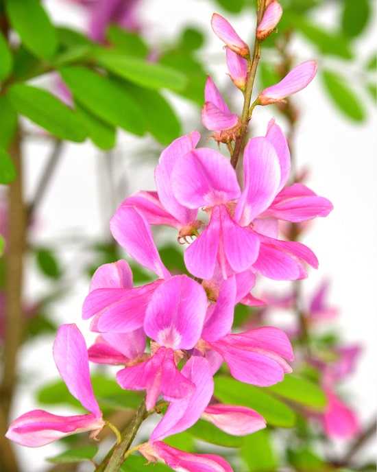 Produktabbildung für Rosa Seidenstrauch