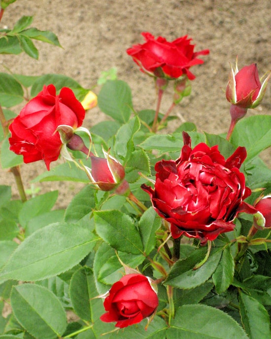 Produktabbildung für Indian Ruffles Rose
