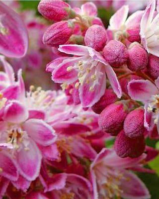 Produktabbildung 4 für Maiblumenstrauch