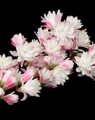 Produktabbildung für Maiblumenstrauch