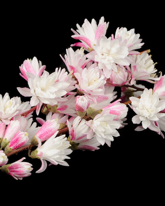 Produktabbildung für Maiblumenstrauch