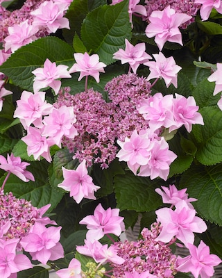 Produktabbildung 2 für Besondere Hortensien, 2er-Set