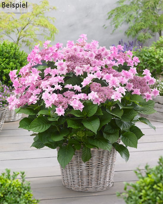 Produktabbildung für Besondere Hortensien