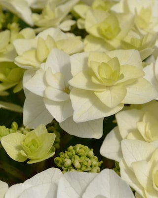 Produktabbildung 4 für Besondere Hortensien, 2er-Set