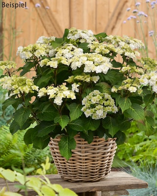 Produktabbildung 3 für Besondere Hortensien, 2er-Set