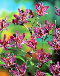 Produktabbildung für Krötenlilie Pinky