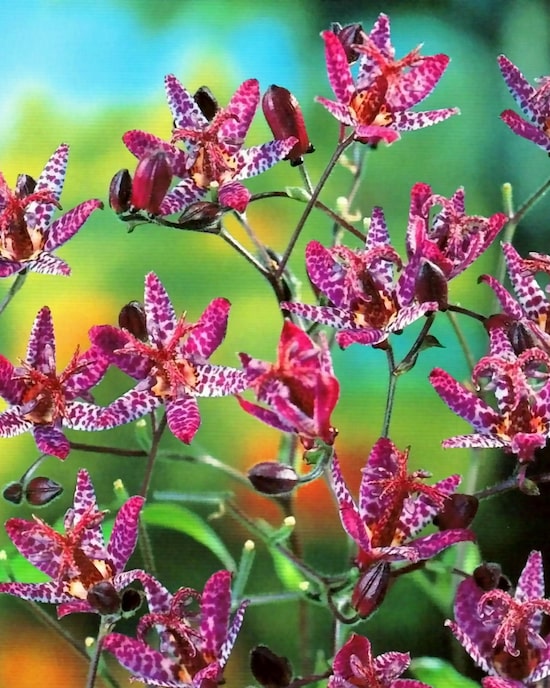 Produktabbildung für Krötenlilie Pinky