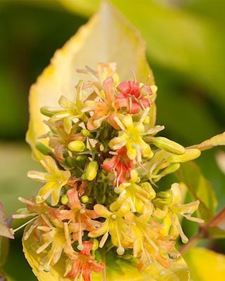 Produktabbildung 2 für Bienenfreund Weigelie