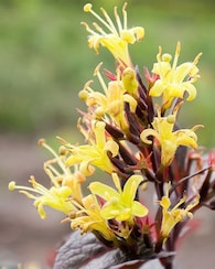 Produktabbildung für Bienenfreund Weigelie