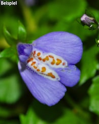 Produktabbildung für Schmetterlingsstaude