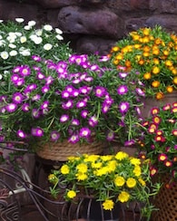 Produktabbildung für Delosperma-Mix, 6tlg.