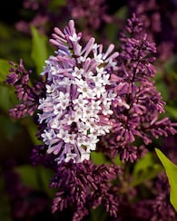 Produktabbildung für Flieder "Miss Kim"