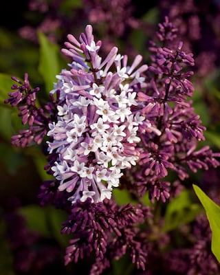 Produktabbildung 1 für Flieder "Miss Kim"