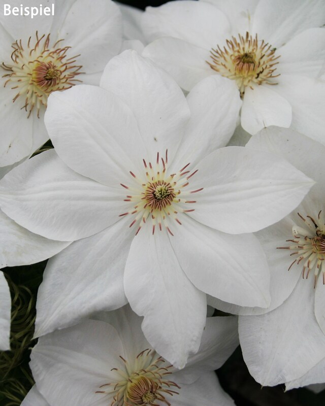 Clematis-Schönheiten, 2tlg.