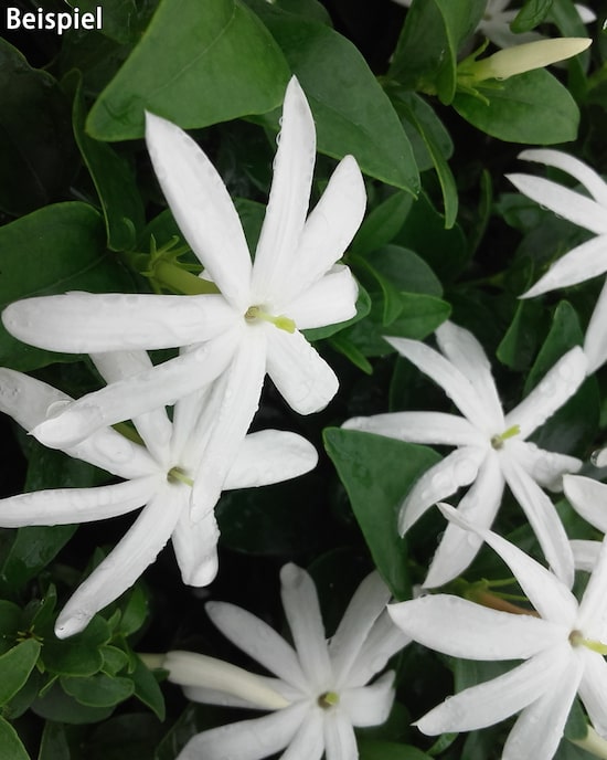 Produktabbildung für Jasmin "Angelwings"