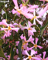 Produktabbildung für Duft Jasmin Pink Showers