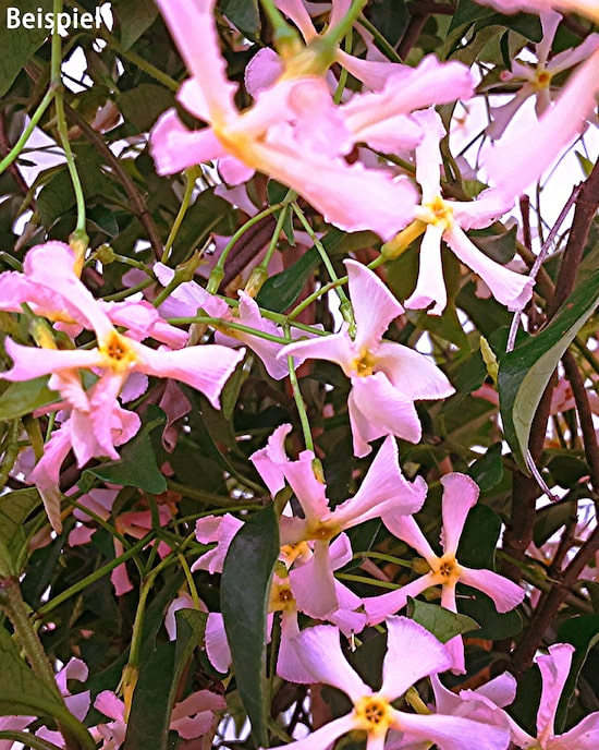 Produktabbildung für Duft Jasmin Pink Showers