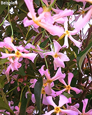 Produktabbildung 1 für Duft Jasmin Pink Showers