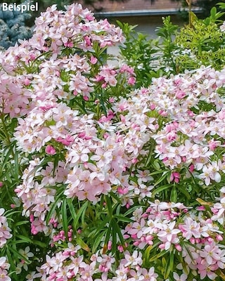 Produktabbildung 2 für Duftende Orangenblume