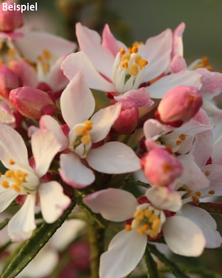 Produktabbildung 1 für Duftende Orangenblume