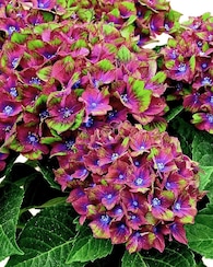 Produktabbildung für Hortensie Schloss Wackerbarth