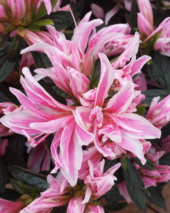 Produktabbildung für Azalee Spider Pink