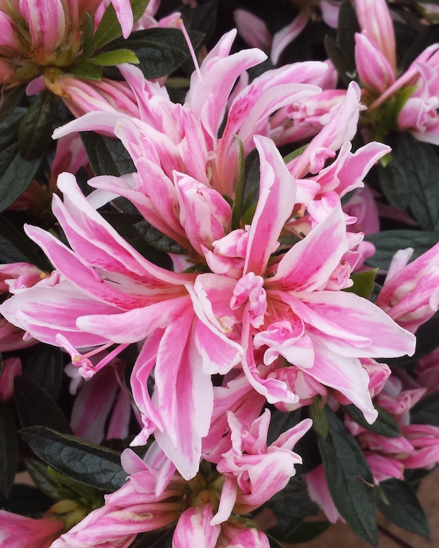 Azalee Spider Pink
