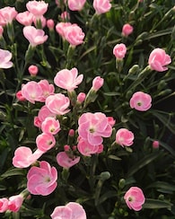 Produktabbildung für Winterharte Nelken 6er-Set