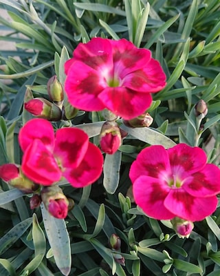 Produktabbildung 3 für Winterharte Nelken 6er-Set