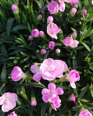 Produktabbildung 2 für Winterharte Nelken 6er-Set