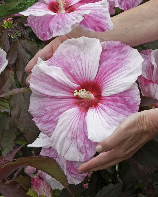 XXL Hibiskus "Summerstorm"
