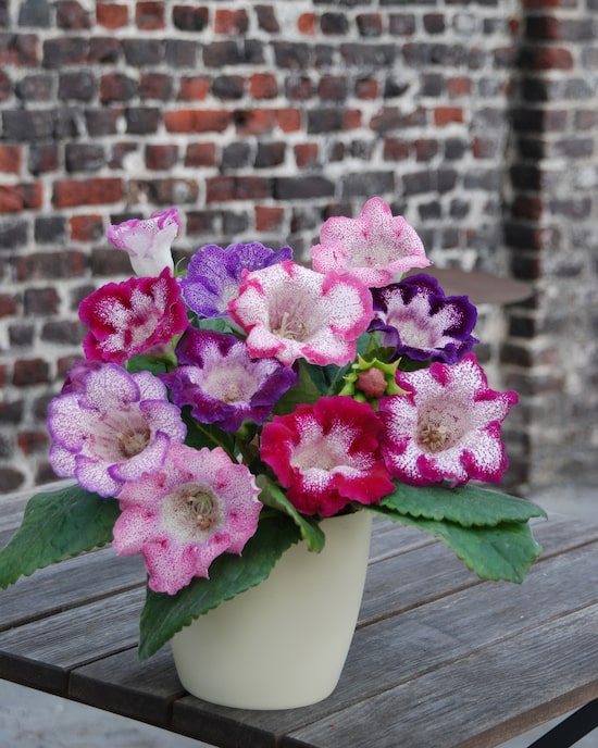 Produktabbildung für Gloxinien 12er-Mix Tigrinia