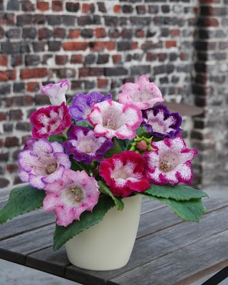 Produktabbildung 1 für Gloxinien 12er-Mix Tigrinia