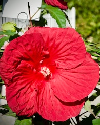 Produktabbildung für XXL Hibiscus Fire