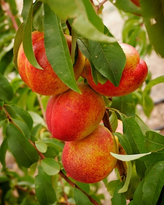 Produktabbildung 1 für Nektarine "Nemaguard"