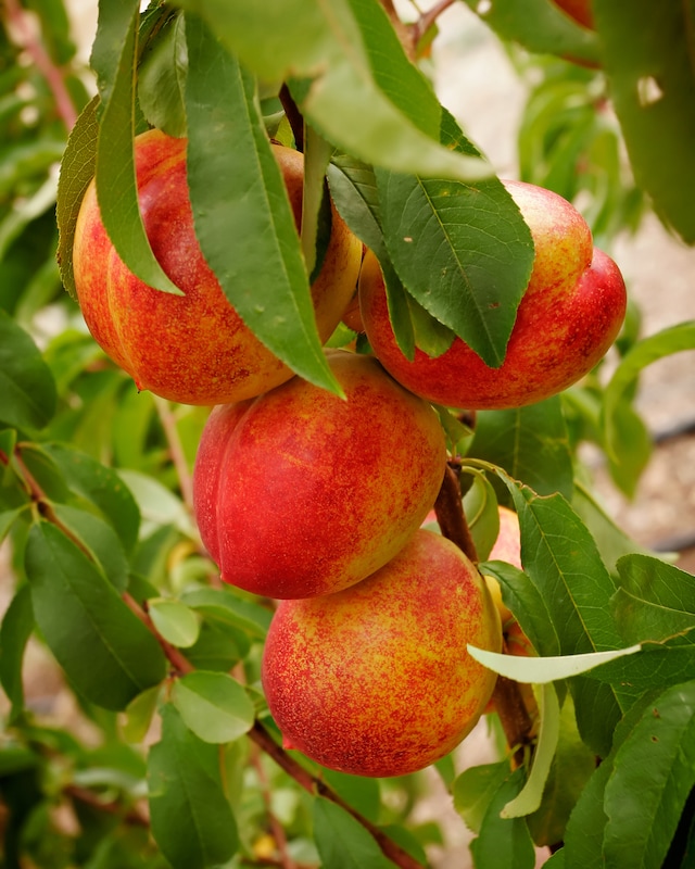 Nektarine "Nemaguard"