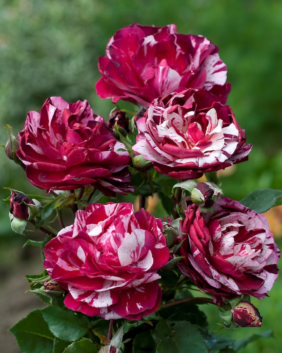 Produktabbildung für Rosen Camaieux, 2tlg.