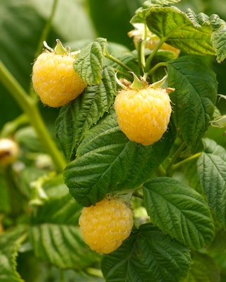 Produktabbildung 2 für Himbeeren, Duo