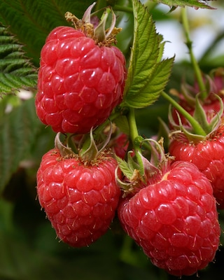 Produktabbildung 1 für Himbeeren, Duo