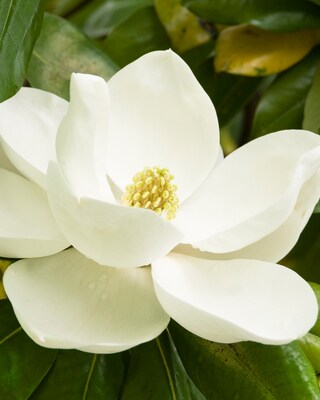 Produktabbildung 1 für Magnolie Fairy Cream