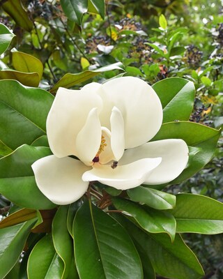 Produktabbildung 2 für Magnolie Fairy Cream